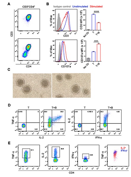 T细胞培养基中添加胎牛血清可扩增牛血清白蛋白特异性人CD4<sup>+</sup> T细胞